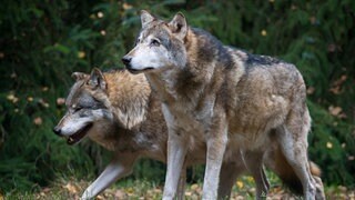 Jagd auf Wölfe erleichtert: Bauernverbände in Mitteldeutschland begrüßen EU-Entscheidung