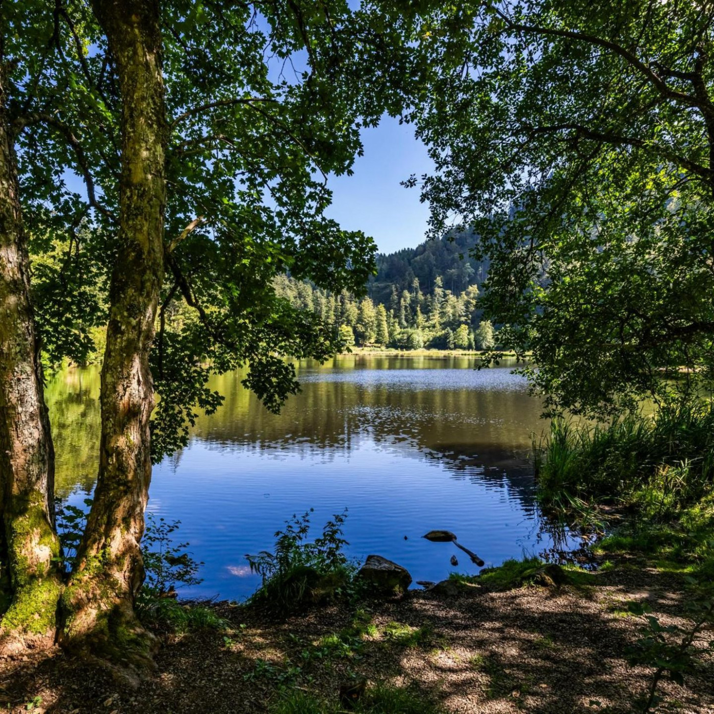 Ein Paradies mitten im Schwarzwald – wenn man den Nonnenmattweiher denn findet