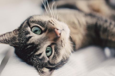 "Katzen sind absolute Meister darin, ihre Schmerzen zu verstecken"