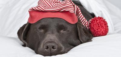 Wenn der Hund zum Kinder-Ersatz wird