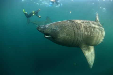 Zehn Meter langer Riesenhai schwimmt durch beliebtes Touristengebiet