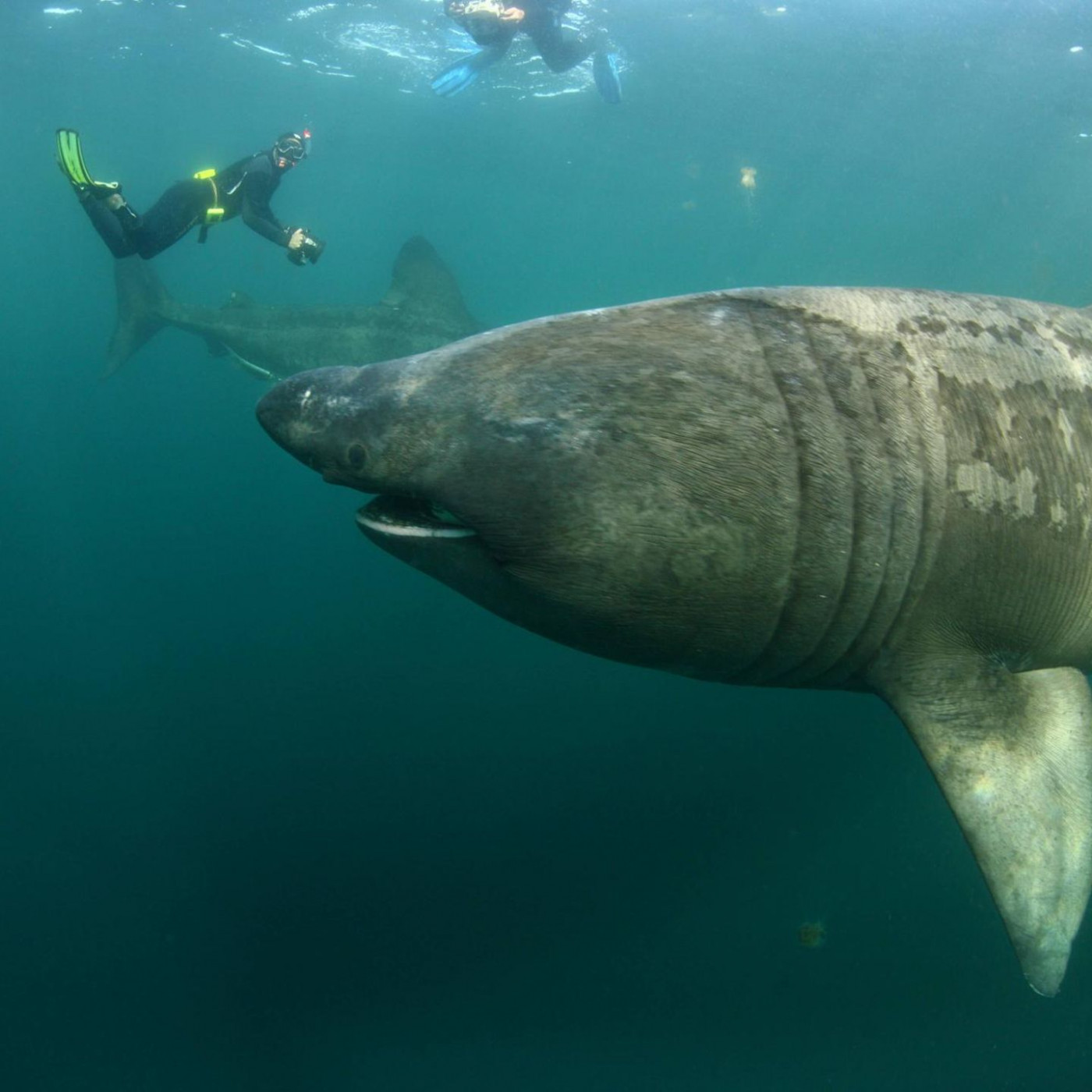 Zehn Meter langer Riesenhai schwimmt durch beliebtes Touristengebiet