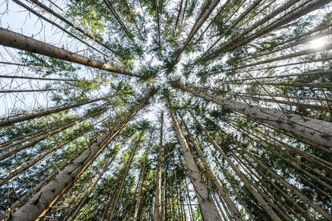 Erhebung: Wälder stehen unter "Dauerstress"