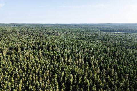 Neuer "Weckruf" für die gestressten Wälder