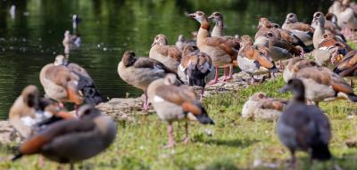 „Nilgänse legen sich mit Störchen, Schwänen oder anderen bedrohten Wasservögeln an“