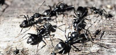 Superkolonien schwer zu bekämpfen – Tapinoma-Ameise auf dem Vormarsch