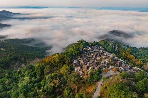 Auf diesem Berg wächst der wohl teuerste Tee der Welt