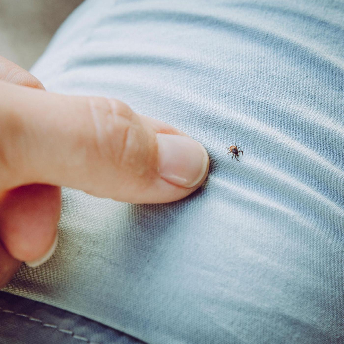 Zecken-Gefahr im Urlaub: So schützen Sie sich vor FSME und Borreliose