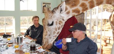 Frühstück bei Daisy – und anderen Giraffendamen