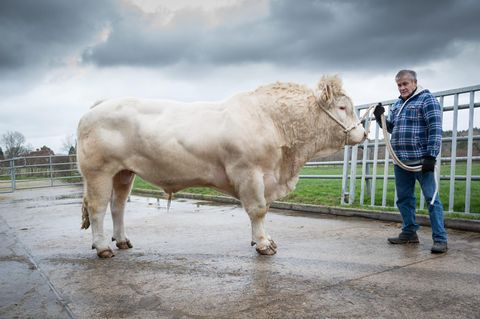 Schweiz warnt Urlauber vor aggressivem Stier in Wandergebiet