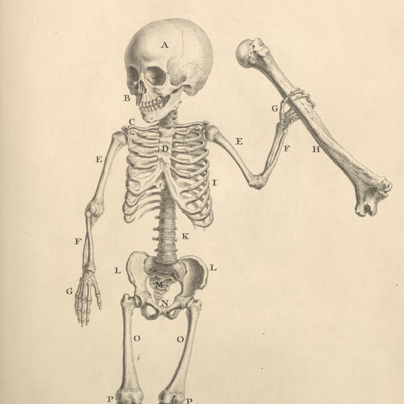 Anatomie-Geschichte: Wie wir gelernt haben, unseren Körper zu verstehen