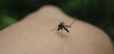 Mensch steckt sich im Elsass mit Chikungunya an