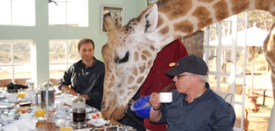 Frühstück bei Daisy – und anderen Giraffendamen