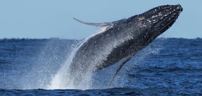 Seltenes Naturschauspiel – Buckelwal taucht in der Ostsee vor Rügen auf