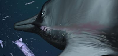 183 Millionen Jahre altes Flossen-Fossil entschlüsselt Dinosaurier-Anatomie