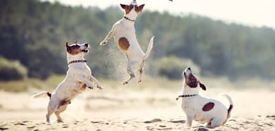 An diesen deutschen Stränden haben Hunde besonders viel Spaß