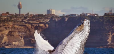 Den Städtetrip nach Sydney am besten mit Whalewatching verbinden