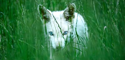 Spektakuläre Aufnahmen – Fotograf entdeckt seltenen weißen Fuchs