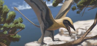 Parkbesucher finden Zähne eines in Deutschland unbekannten Dinosauriers