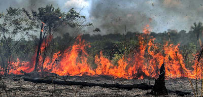 Brasilien hat Naturgebiete so groß wie die halbe Waldfläche Europas verloren