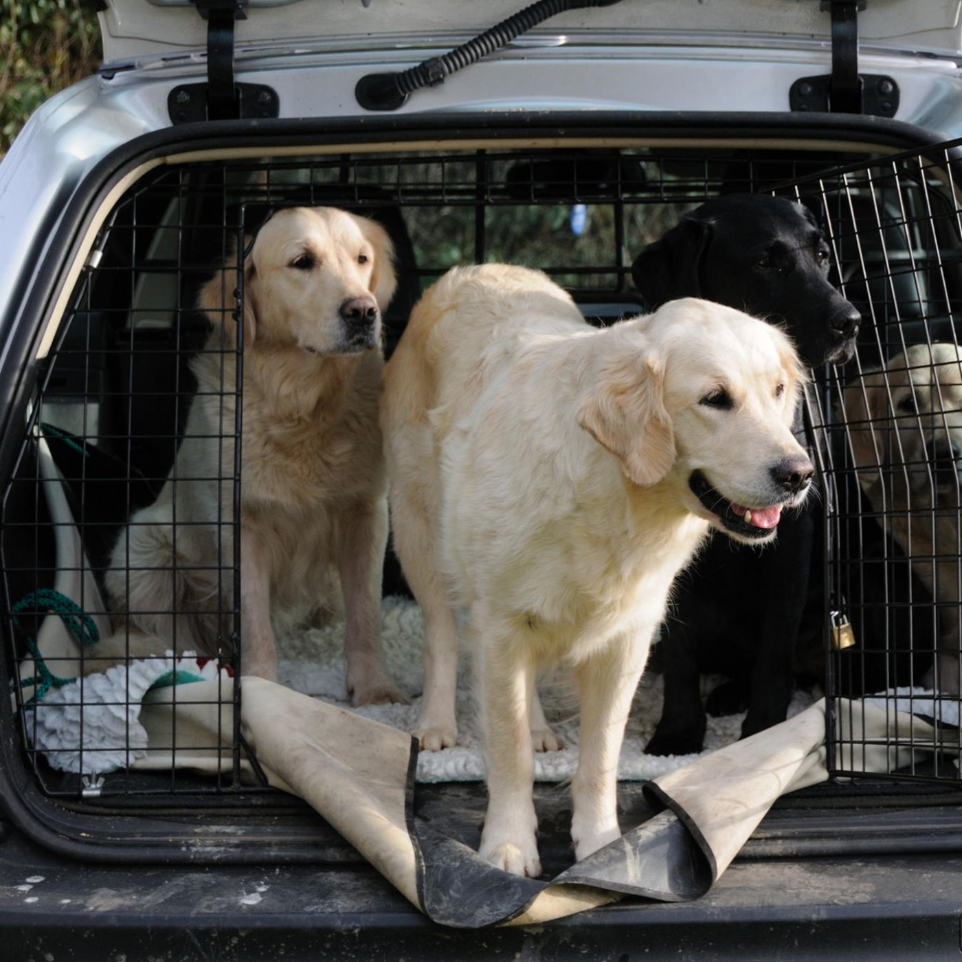 Mit dem Hund verreisen: Das müssen Fahrzeughalter beachten