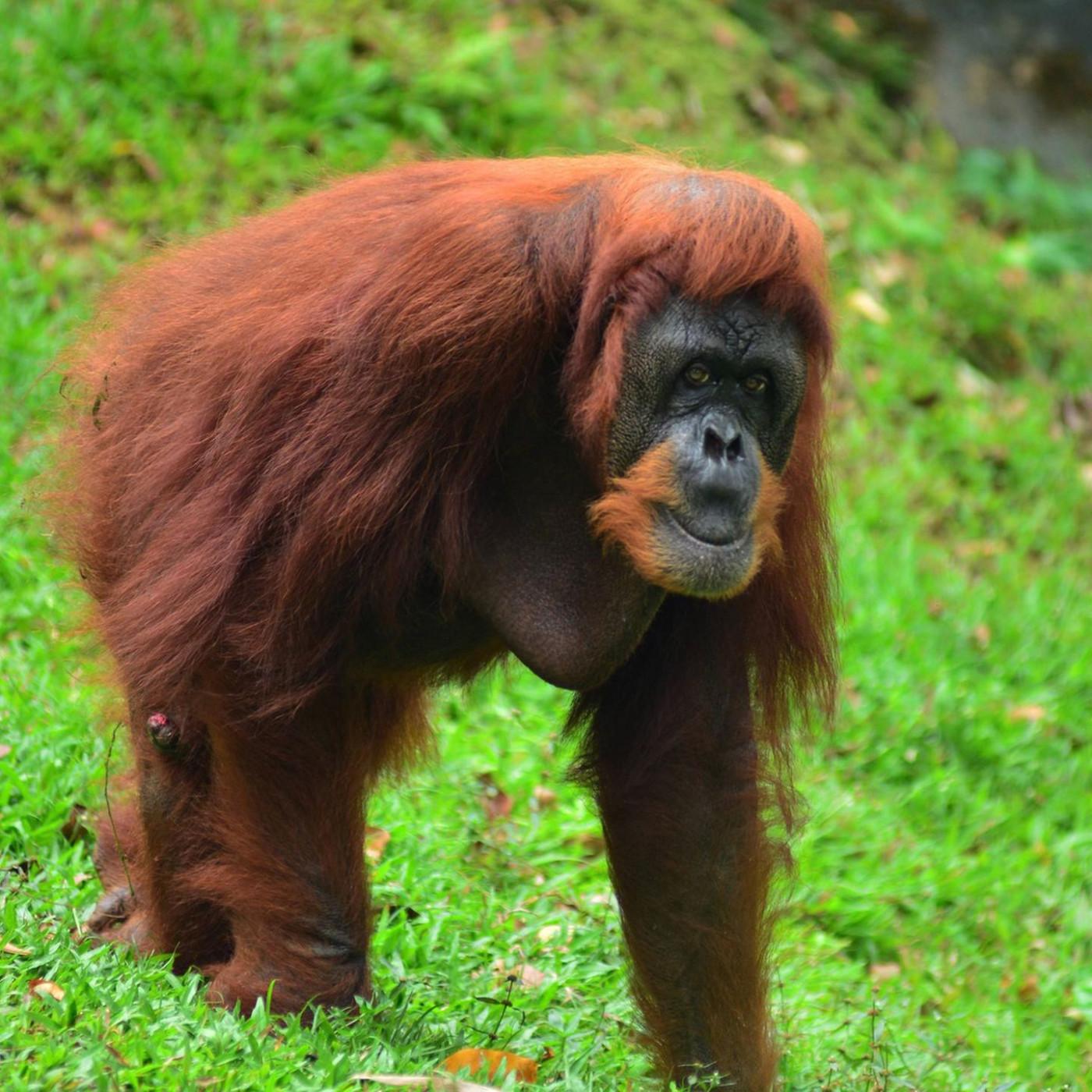 Frühstück, Fönen, Fernreisen: So lassen sich Orang-Utans schützen