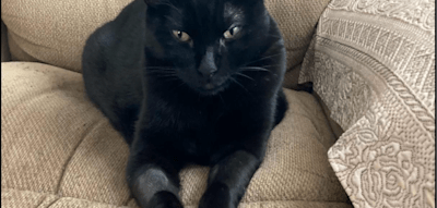 Kater Jak, Krebspatient