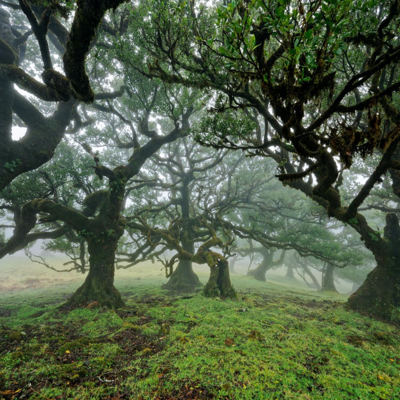 Märchenhafte Natur und Bergwelten: Die schönsten Wälder in Europa