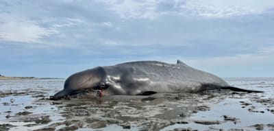 Strandung großer Wale stellt Forscher vor ein Rätsel