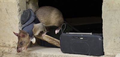 Diese Ratten sind im Einsatz, um Leben zu retten