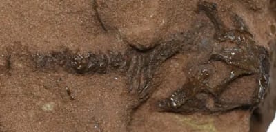 Forscher entdecken 242 Millionen Jahre altes Echsen-Skelett, das älter als die Dinosaurier ist