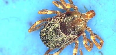Wissenschaftler weisen gefährliches Krim-Kongo-Fieber bei Tieren in Frankreich nach