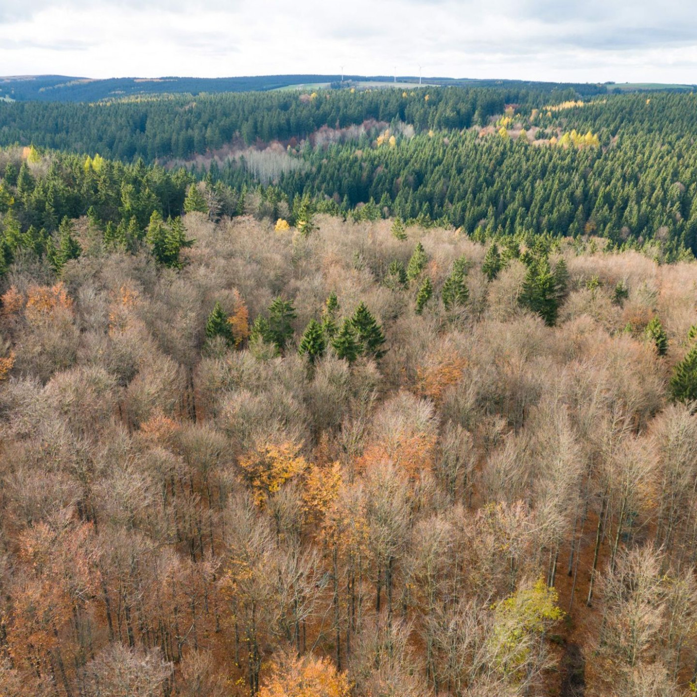 Natur als Verbündete: Was Schneider beim Klimaschutz plant