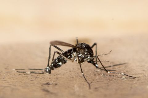 Chikungunya-Virus in Europa: Wie gefährlich ist das?