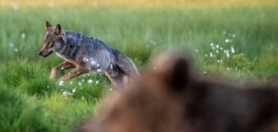 Wo Wölfe und Bären gemeinsam durch die Taiga streifen
