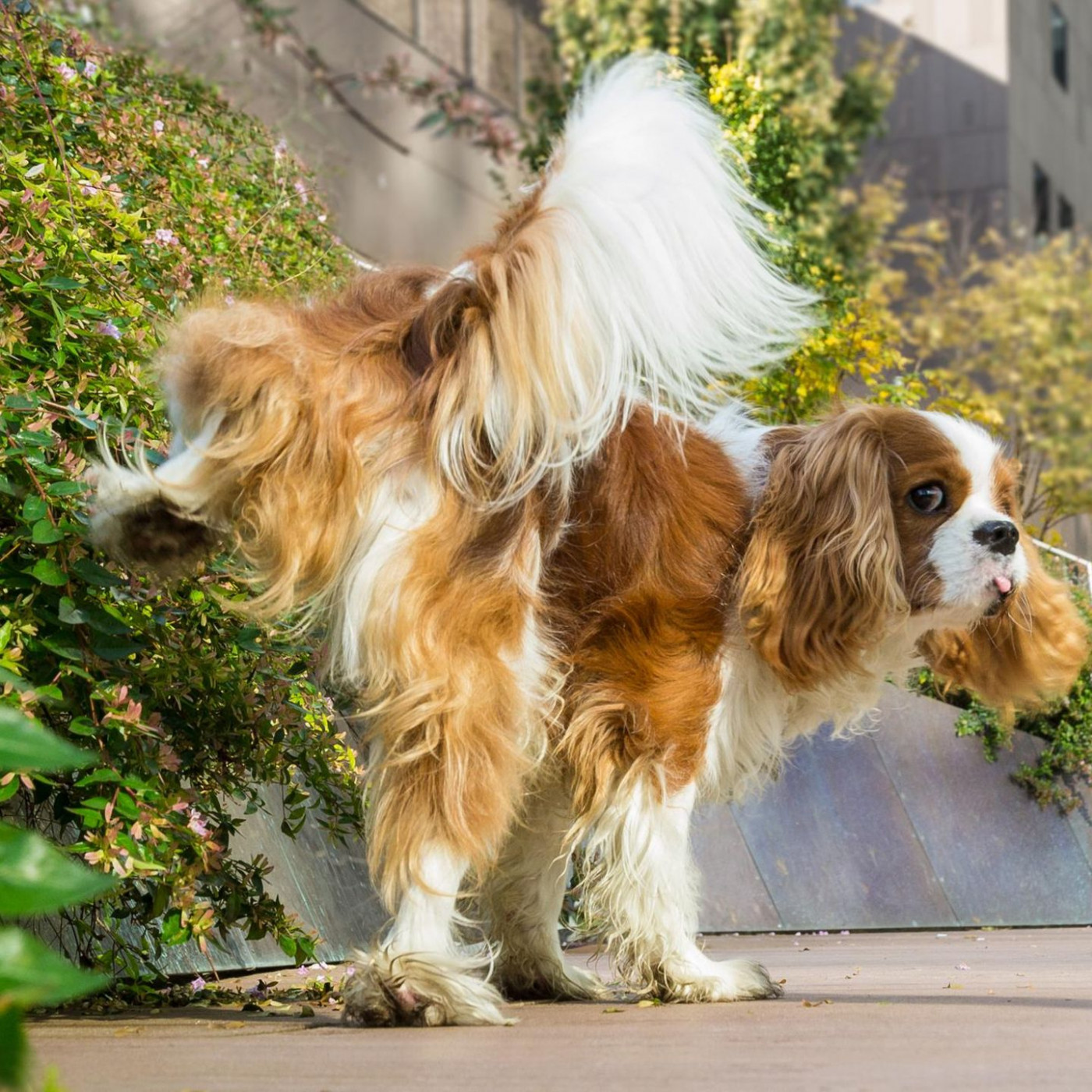 Mitmach-Forscher gesucht: Welches Bein hebt Ihr Hund zum Pinkeln?