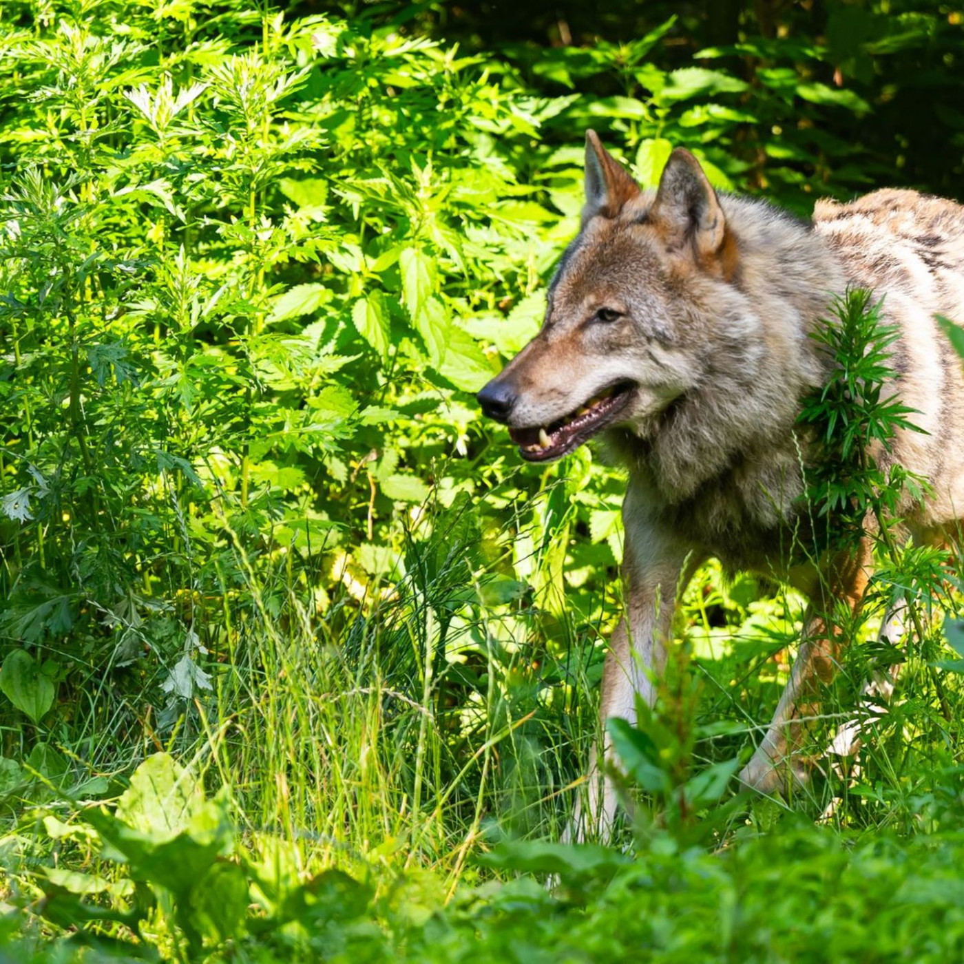 Ministerium: Wolfs-Population entwickelt sich günstig