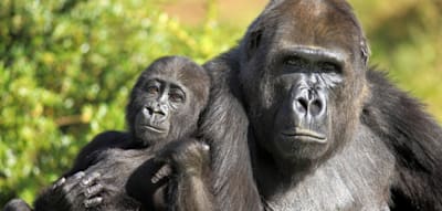 Warum Gorilla-Weibchen so lange ohne Fortpflanzung weiterleben