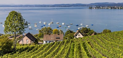 Wie der Müller-Thurgau die erfolgreichste von Menschenhand gezüchtete Weinsorte wurde