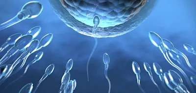 So stark nehmen Mutationen in Spermien mit dem Alter zu