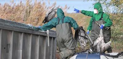 Was Sie jetzt über Vogelgrippe wissen müssen – und wie gefährlich sie für Menschen ist