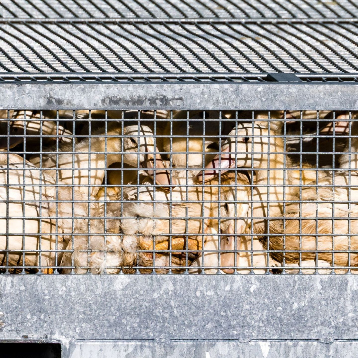 Erstes Bundesland verhängt Stallpflicht wegen Vogelgrippe