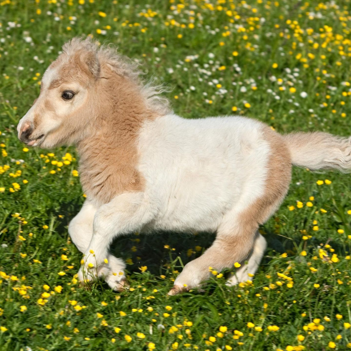 Am kleinsten, am größten, am teuersten: Sieben kuriose Fakten über Pferde
