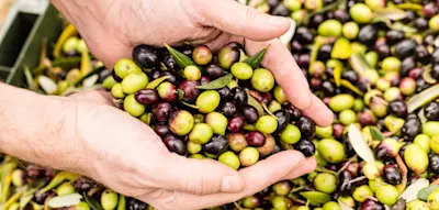 Im Rausch des grünen Goldes – Ab zur Olivenernte in die Toskana