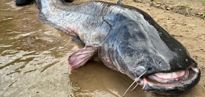 Fast drei Meter lang – Angler fischen gigantischen Wels aus See