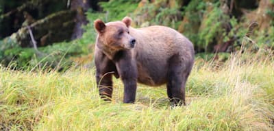 Im wilden Tal der Super-Grizzlys – Bären-Safari in British Columbia
