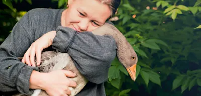 Wann das H5N1-Virus für den Menschen wirklich gefährlich wird