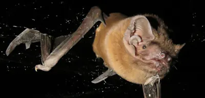 „Als würde ein Mensch beim Joggen ein 35 Kilogramm schweres Tier fangen und fressen“