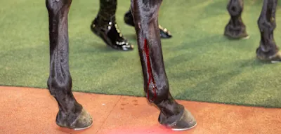 Die „Blut-Regel“ im Reitsport wird abgeschwächt – Deutscher Verband warnt