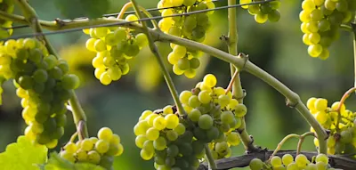 Die fulminante Rückkehr der polnischen Weine